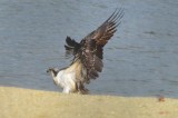 osprey silver lake wilmington