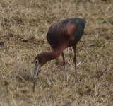 white-face ibis wolf hollow fields