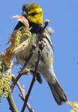 black throated green