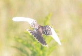 leucistic kingbird PI