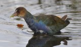 Purple Gallinule Chauncy Lake Westborough, MA