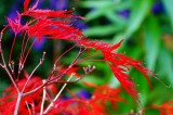 Acer colours.jpg