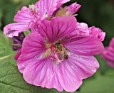 Mallow Flower.jpg