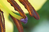 Lily pollen.jpg
