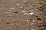 Jellyfish washed up.jpg