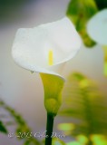 White Calla Lily 1