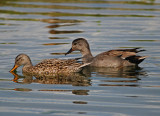 Gadwall 