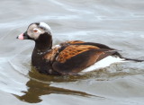 Long-tailed Duck 