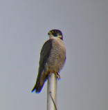 Peregrine Falcon 