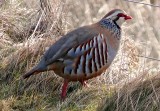 Red-legged Partridge 