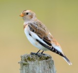 Snow Bunting 