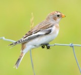 Snow Bunting