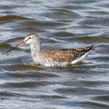 Spotted Redshank 