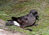 Storm Petrel