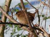 Wren 