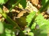 Blyths Reed Warbler 