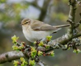 Chiffchaff 