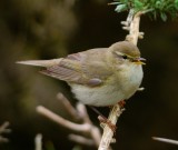 Willow Warbler 