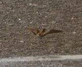 Black-winged Pratincole