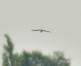 Black-winged Pratincole 