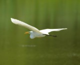 Great-white Egret 