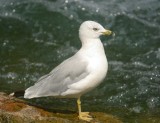 Ring-billed Gull 