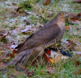 Sparrowhawk