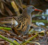 Water Rail 