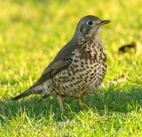 Mistle Thrush 
