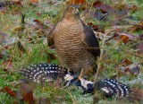 Sparrowhawk