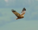 Marsh Harrier 