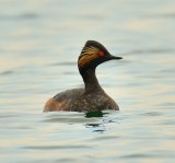 Black-Necked Grebe 