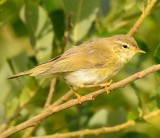 Willow Warbler 