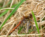 Common Darter (male) 