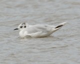 Little Gull 