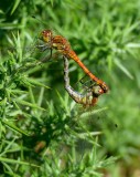 Common Darters 