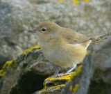 Garden Warbler 