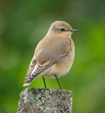 Wheatear