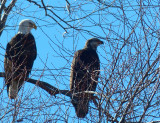 Two Eagles Hanging Out