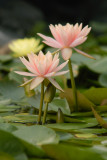 Water Lily #2