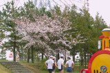 Cherry Blossom 2009 #15