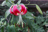 Speciosum lily
