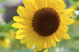 sun flower 2013 #5