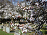 West Cemetery Blossom