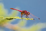 Dragonfly