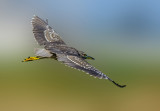 Crossing the sky