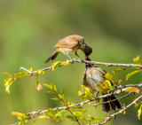 A good morning kiss