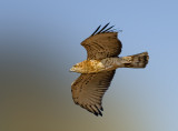 Sort toed eagle