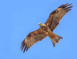 Another black kite