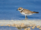 Young Common Ringed Plover